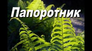 ПАПОРОТНИК. СЛ. АЛЕКСАНДР КОРЕШКОВ, МУЗ. СЕРГЕЙ БЫДАНОВ