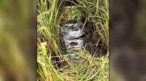 Невозможно Оторвать Глаз! Эти Случаи с Животными Вы Запомните На Всю Жизнь