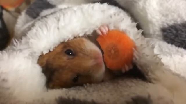 Хомячок кушает морковку(мем) и (прикольное видео)