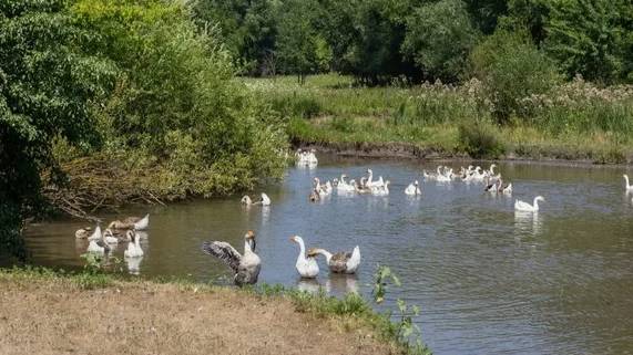 ИДЁМ НА РЕЧКУ смотреть онлайн