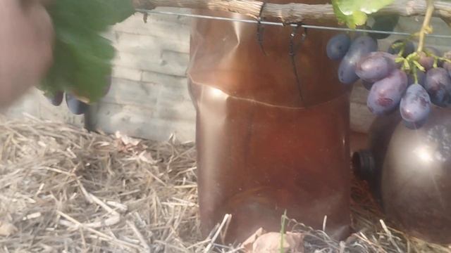 Виноград Алвика .