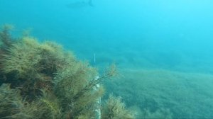 Подводная охота в Чёрном море. Начало июня 2025.
