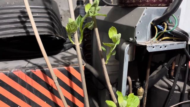 Приехали растения для моего сада, 5 посылок. смотреть онлайн