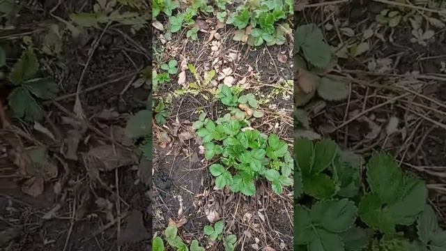 Секреты выращивания клубники апрель 2022