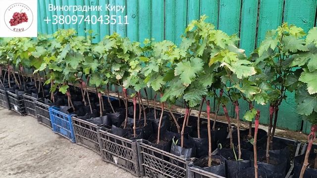 Секрет раннего старта Вегетирующие или с открытой ко смотреть онлайн