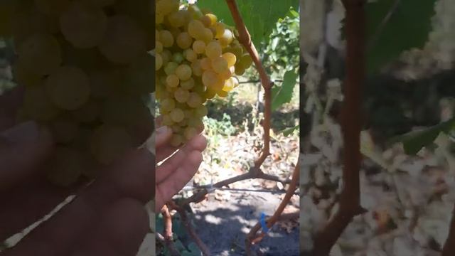 Виноград кишмиш 342