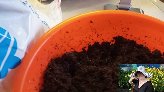 🍀Я снова с вами на связи💜Мои рассады помидоров🍅🍅?