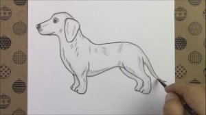 Как нарисовать собаку карандашом, рисунки животных
