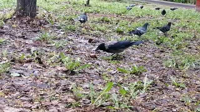 Crow dad Worzel is cautious with prey / Ворона отец Ворцель осторожен с смотреть онлайн