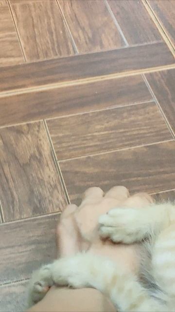 Котенок любит играть с рукой матери. #котята #шорты 4k смотреть онлайн