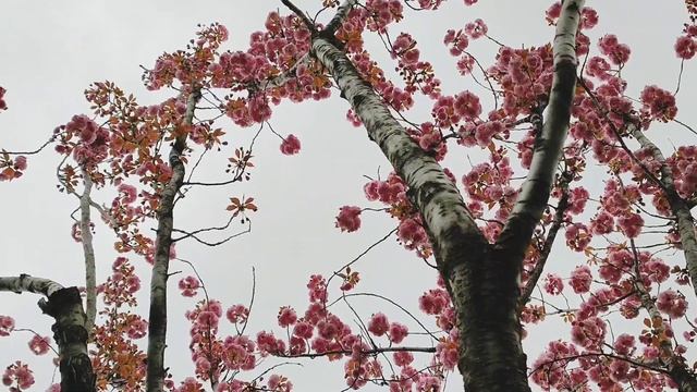🌸Цветение сакуры (вишня Канзан) в парке Галицкого 🌸