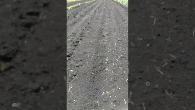 Какой картофель сажать смотреть онлайн