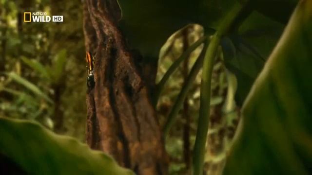 Дикая природа Амазонки. Колыбели жизни ( Nat Geo Wild ) HD смотреть онлайн
