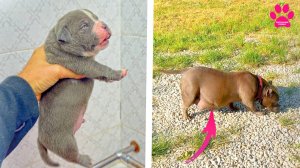 Щенки начали открывать глаза? Собака вот-вот должна родить!