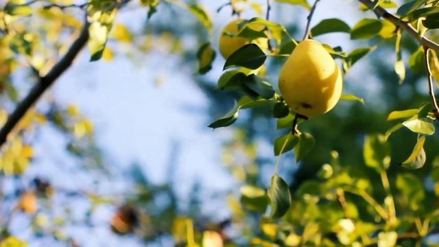 Стихотворение "Груша". Читает автор Харламова Алина смотреть онлайн