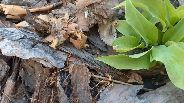 Хосты: Jack Berry🪴Parisian Silk🪴Tatooine, обзор молодой клумбы.