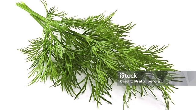 Аскөктің  адам сенгісіз пайдасы😱. Мен мұны енді біліп