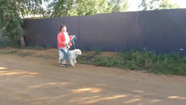 Голден Ретривер Р П Гарри