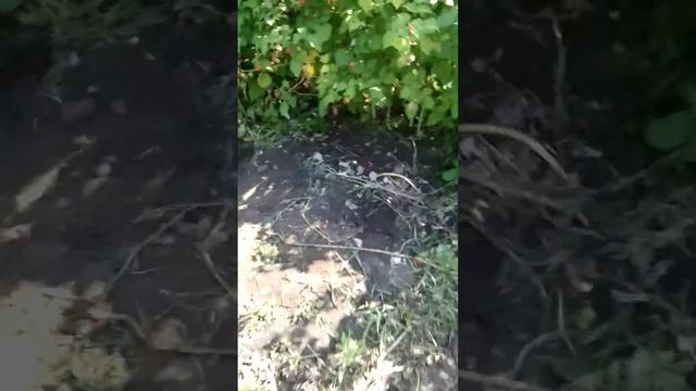 Глен  ампел малина