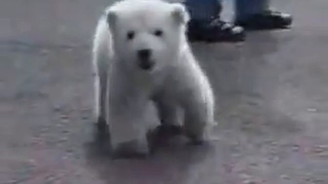 Маленький мишка 10Youtube com смотреть онлайн