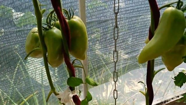 Томат Помадное сердце