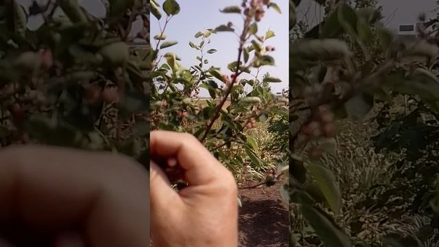 Огород в этом году не тот. смотреть онлайн