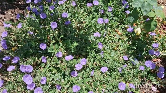 Декоративный лук и Suspiro