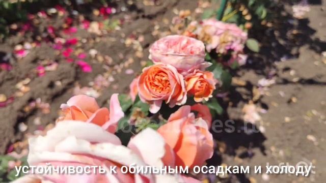 Mary Ann. Мэри Энн от ЛПХ РОЗЫ БУШЕС  Https://rosebushes.ru/shop/UID_51916175.