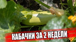 Урожайный и ультраранний кабачок Искандер