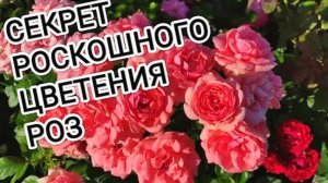 УХОД ЗА РОЗАМИ ДЛЯ ОБИЛЬНОГО ЦВЕТЕНИЯ