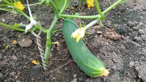 ДЕНЬ НЕЗАВИСИМОСТИ РОССИИ И ПРАЗДНИК ПЕРВОГО ОГУРЦА 😍 ЧЕМ НАС ПОРАДОВАЛА ДАЧА В ЭТОТ ДЕНЬ 👍👍 👍