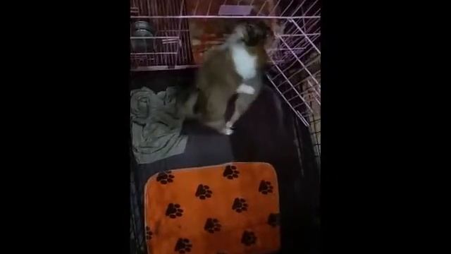 Шелти мальчик и девочка (д.р. 27.07.2017)