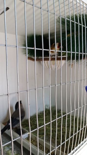 Гибридизация 2025г. #birds #birdslover #birdsounds