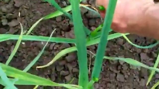 Как удалить стрелку чтобы не загнил чеснок.