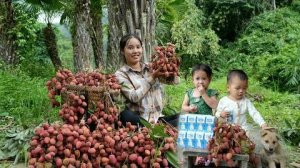 Harvesting ancient lychees to sell at the market - buying nutritious milk for my little daughter.