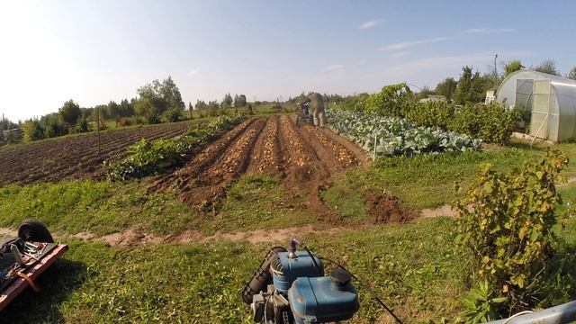 копаем картошку 2024