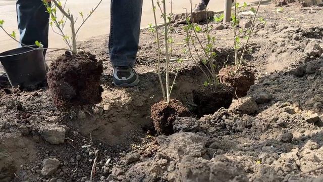 На улице Советской в Реутове началась высадка деревье