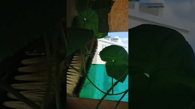 ОГУРЦЫ F1 самый вкусный сорт.