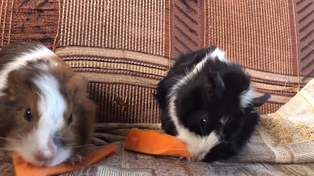 ASMR | GUENIA PIGS EAT  CARROT | АСМР МОРСКИЕ СВИНКИ КУШАЮТ МОРКОВКУ