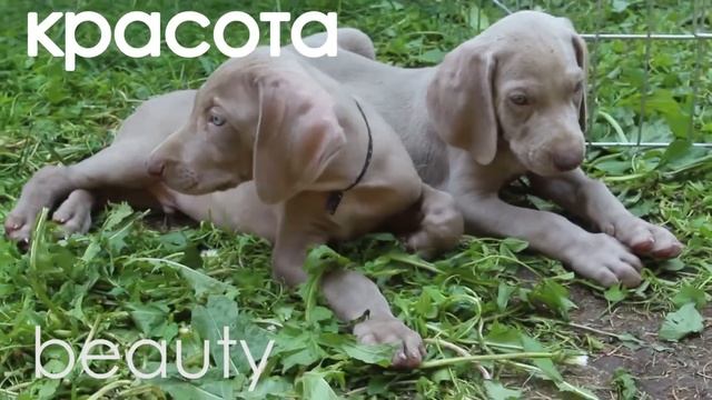 веймаранеры Grey Flannel