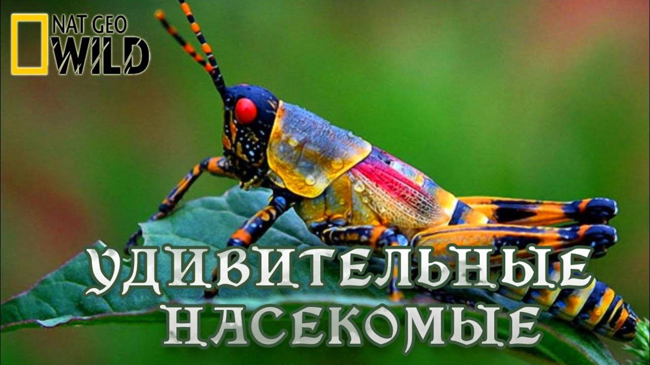 Удивительные насекомые. Мир природы, дикие животные. #Документальный фильм. National Geographic смотреть онлайн