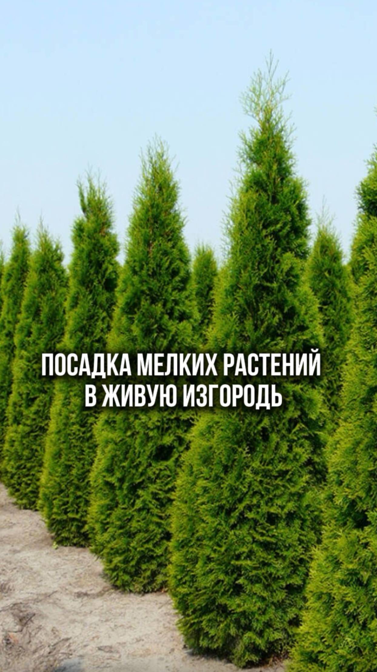 Живая изгородь смотреть онлайн