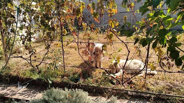Виноград. Помошники собирают урожай!))