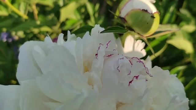 Четыре подарка к празднику смотреть онлайн