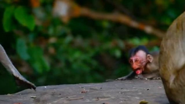 Недогляд или плохой материнский уход за детёнышем 1000012740.mp4 смотреть онлайн