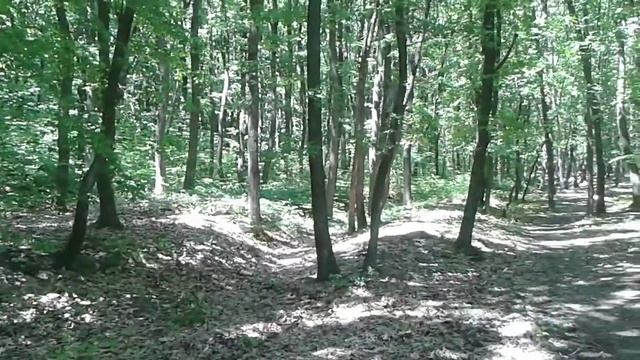 Поїздка в ліс мікрорайон Шахта 28.05.2017