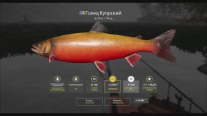 Голец Куорский, игра русская рыбалка 4, выполнение юбилейного задания, локация озеро Куори