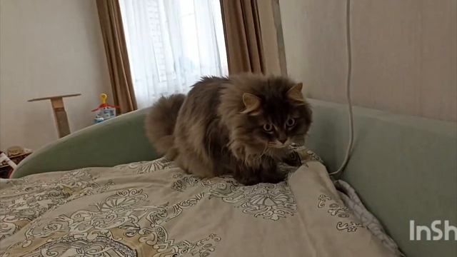 все видео и фото про персика😺 смотреть онлайн