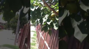 Абрикосы поздний сорт, крупные как 🍑 персики