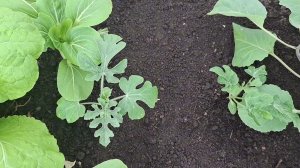 Высадила рассаду дынь и арбузов в теплицу. Как буду формировать дыни и арбузы.